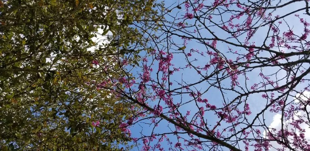 ইবলীসের অহংকার থেকে শিক্ষা