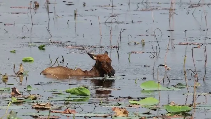 হিন্দু ও বৌদ্ধদের সংঘর্ষ: গরু কি পদ্মকে গ্রাস করবে?