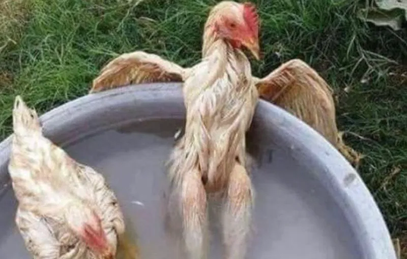 সোমবার: একটি মেম সেলিব্রেশন